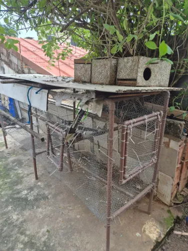 Viveiro de pvc para calopsita