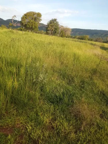 Fazenda pastagem rio verde MS arrendamento