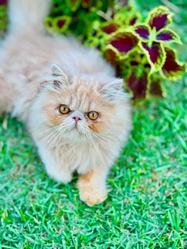 Filhote Gato Persa