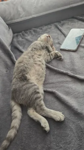 Gato