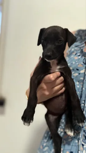 Cachorrinha pra adoção 
