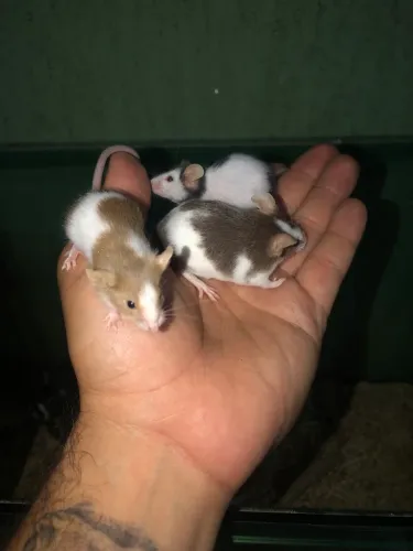 Camundongos Topodongos