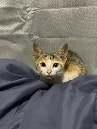 GATINHA PARA ADOÇÃO RESPONSÁVEL 