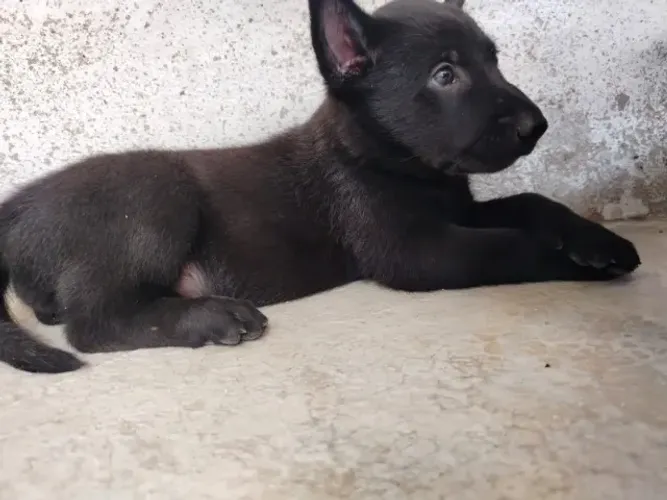 Filhotes de Pastor Belga Malinois ( Pedigree)