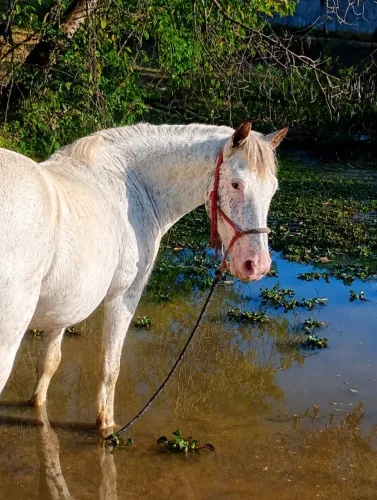 Cavalo Apalloosa