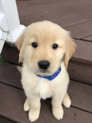 Golden Retriever com Pedigree