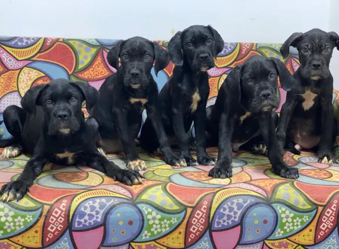 Cane Corso 