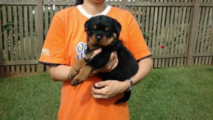 Machinho de Rottweiler filhote com 56 dias pedigree e vacina garantia de padrão da raça