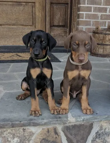 Doberman - Seu Guardião e Amigo  