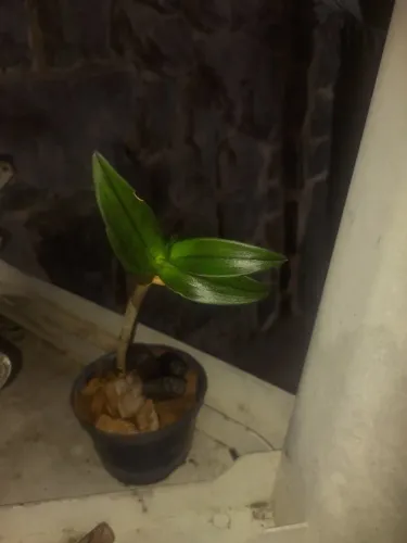 Orquídea