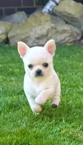 Chihuahua de pelo curto e pelo longo de alto padrão disponíveis!