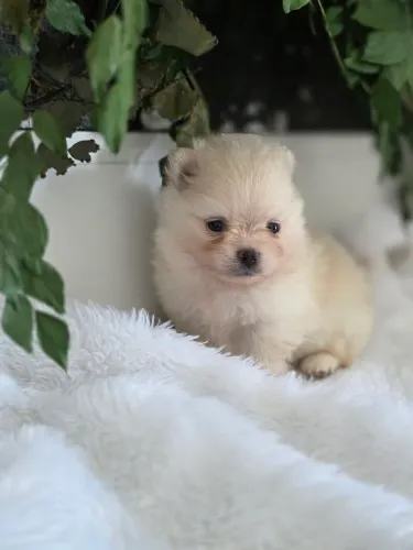 Filhote de Lulu da Pomerânea