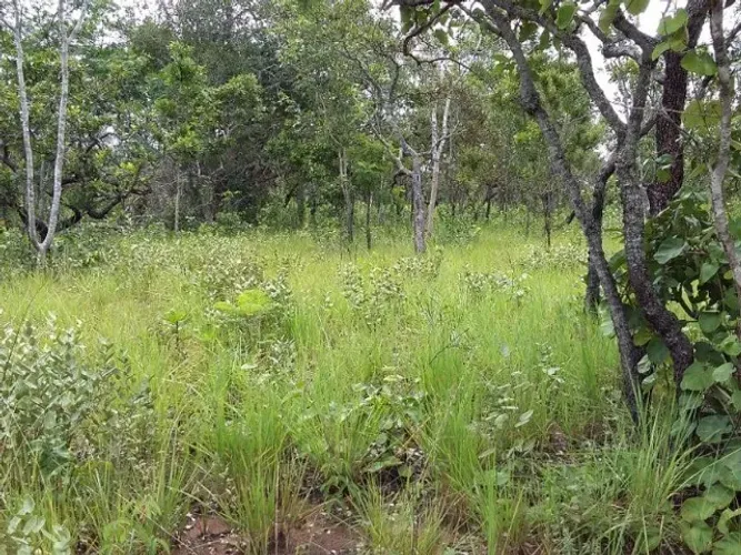 Fazenda Excepcional em Porto Nacional: Uma Joia Rara à Venda por Tempo Limitado!