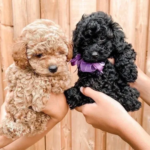 Poodle Red e preto disponíveis 