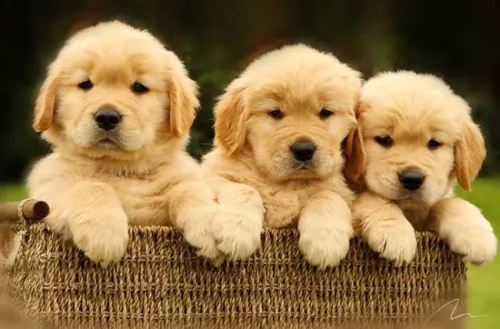 Golden retriever - filhotes machos e fêmeas 