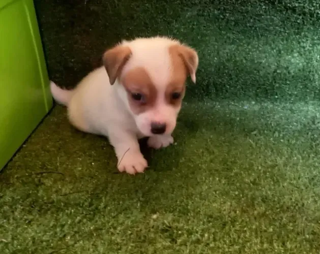Jack Russell para quem tem bom gosto!