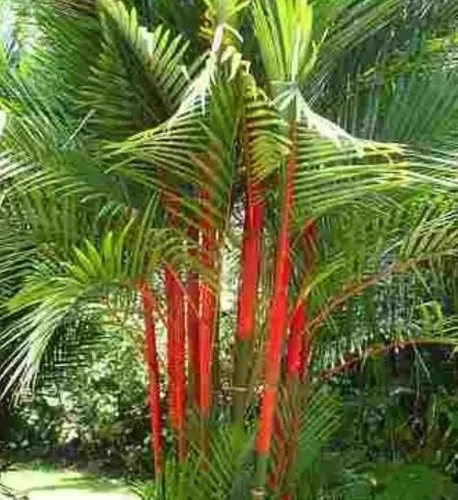 Palmeira Laca Vermelha
