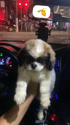 Filhote Shih Tzu, Leve para casa uma explosão de alegria e companheirismo!