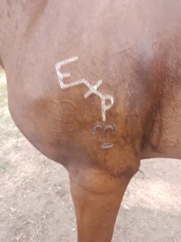 Vendo égua Mangalarga registrada 