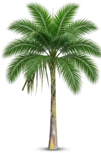 Palmeira Real
