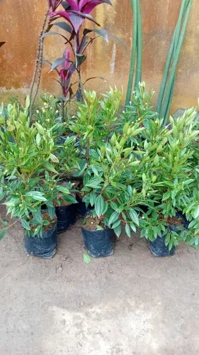 Plantas e.jardins