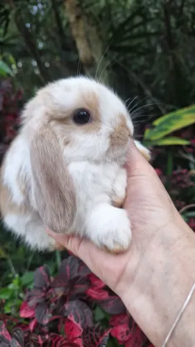Lindíssimos mini coelhos Lop