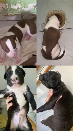 Pitbull Puro 