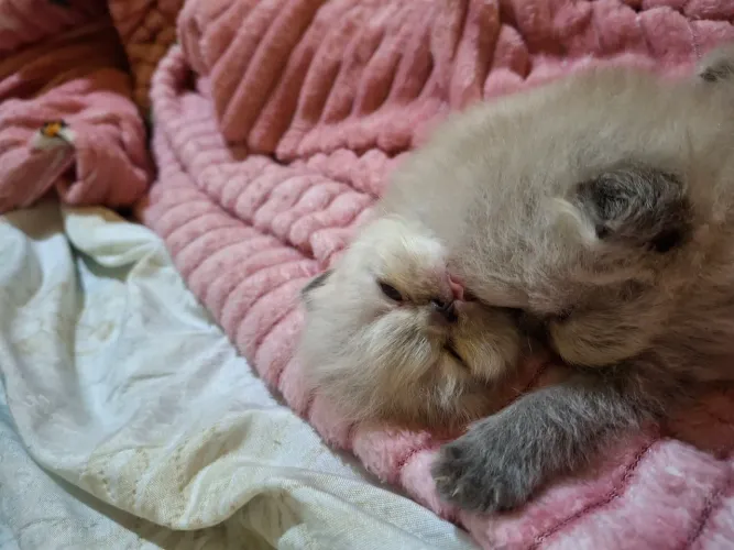 Gato persa
