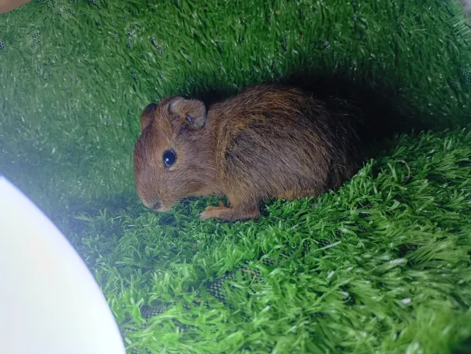 Porquinho da índia