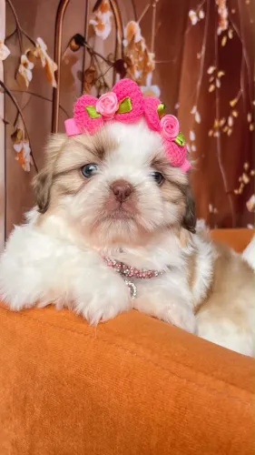 Filhotes Shih Tzu - Pronta Entrega 