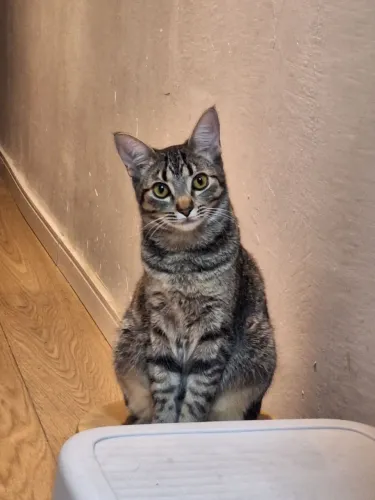 ADOÇÃO GATO | FÊMEA