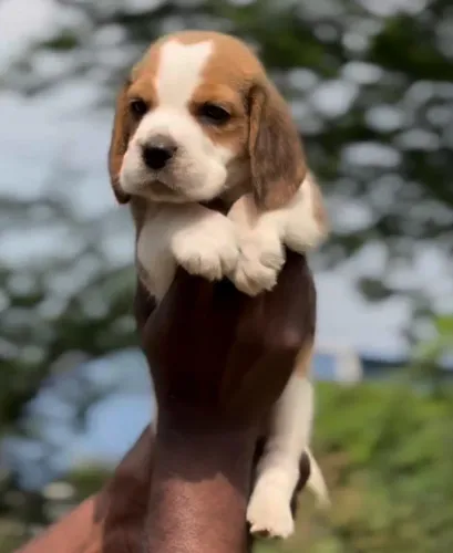 Filhotes de Beagle | Alegria para compartilhar.