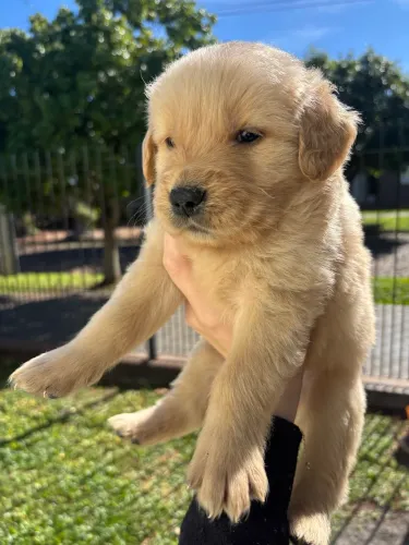 Filhote Golden macho