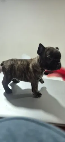 Bulldog francês micro