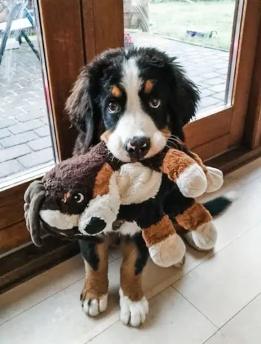 Filhotinhos bernese linhagem selecionada e temperamento super dócil