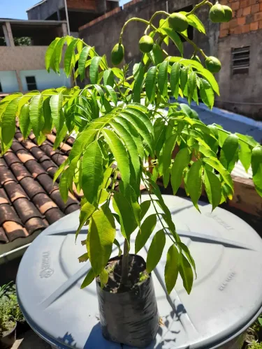 Muda de Cajarana Anã com fruto 