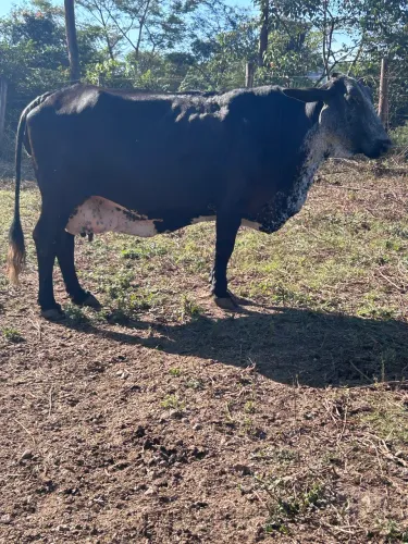 Vaca Girolanda 