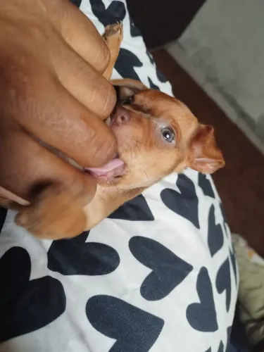 Pinscher 0 fêmea marrom olhos verdes