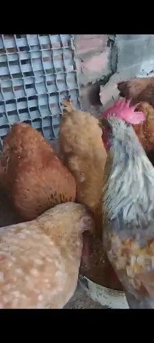 9 Galinhas poedeiras balão