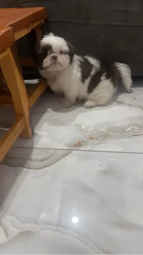 Shih-tzu filhote com excelente apresentação