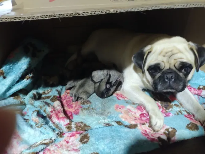Filhotes de Pug