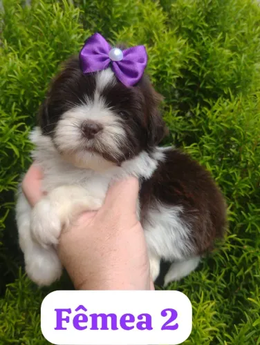 Filhotes de shih tzu com garantia prontos para sair
