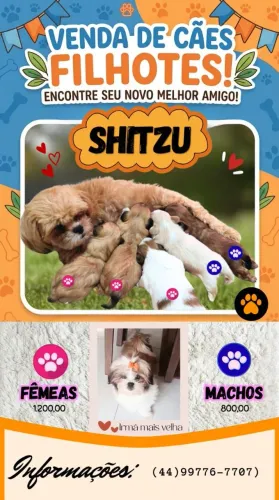 Shitzu