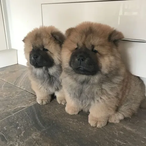 Filhotes De Chow Chow - O Filhote Perfeito Para Você Está Aqui 