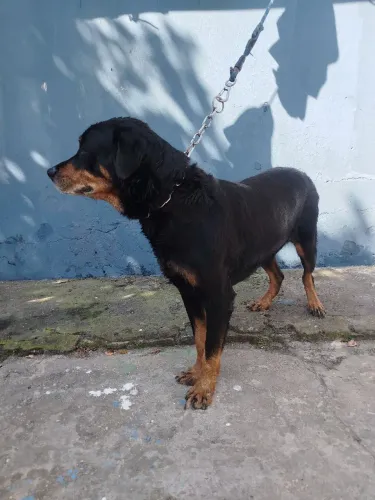 Esse cachorro está disponível pra doação