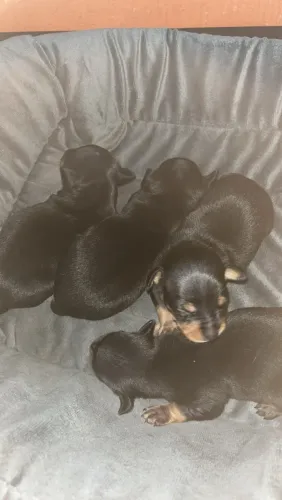 Cachorro picher n 01