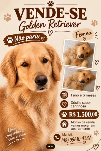 Vende se Golden Retriever 