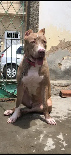Pitbull dócil para adoção responsável - Fêmea