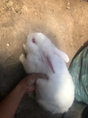 Coelho macho pra doação