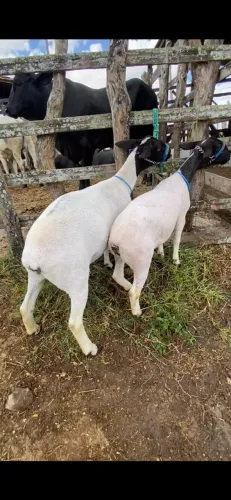 Ovelhas